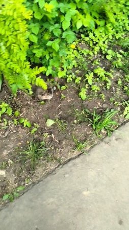 Сеня не жалует котов, а они принимают его за большую мышь😁