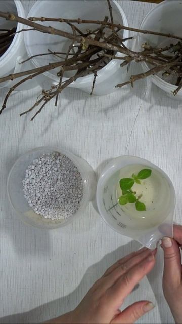 Черенки гортензии сбежавшей невесты смотреть онлайн