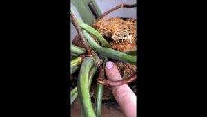 Резка Philodendron Spiritus Sancti | Обзор Филодендрона Спиритус Са