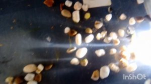 Вот и икра❗Мало,но есть.Тернеция отнерестилась❗❗❗