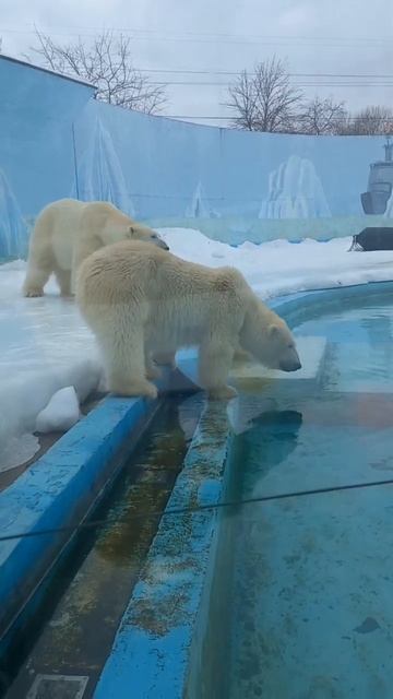 #зоопарк #тигр #белыймедведь #пингвин Заопарк,март 2024 смотреть онлайн