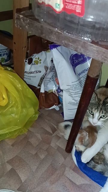 Кошечка трёх цветка сегодня ела корм из Германии.#спас смотреть онлайн