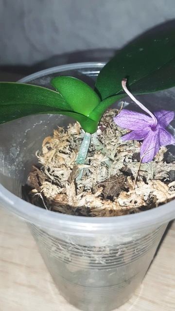 Отцвела мини орхидея смотреть онлайн