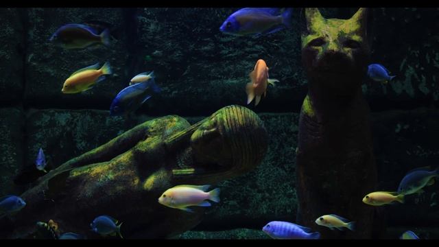 AMAZING LIVE AQUARIUM!!! 1 HOUR LIVE WALLPAPER!!! Живой аквариум для заставк смотреть онлайн