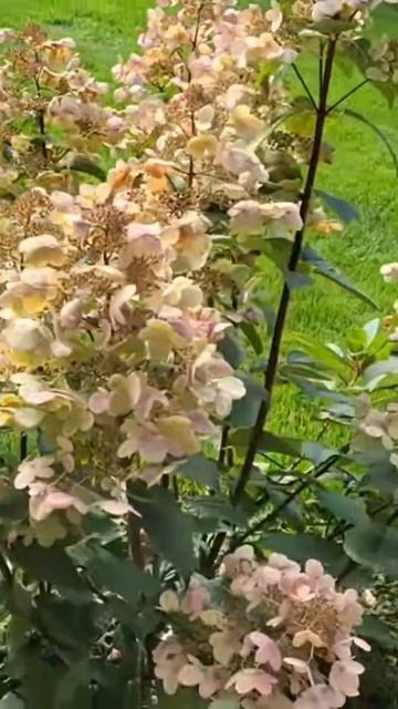 Гортензія волотиста Вімс Ред / Wim's Red #волотистагортенз смотреть онлайн