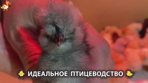 Идеальное птицеводство достойно восхищения 🐓🦆🦢🦚🦃🐔 эпизод (189)