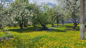 Поле одуванчиков и яблони цветут, деревенская природа, счастливая жизнь в деревне, деревенский уют
