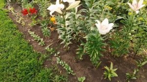 Лилии ТА-гибриды последняя новинка в селекции.