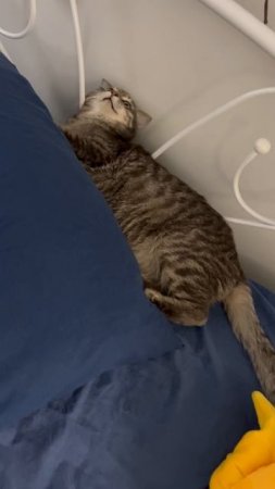 Милый котейка 🐱