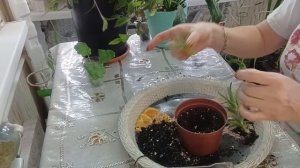 🌱Посадка Алоэ, 3 в1 горшок