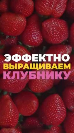 Самый ЭФФЕКТИВНЫЙ способ вырастить клубнику в рассаде!