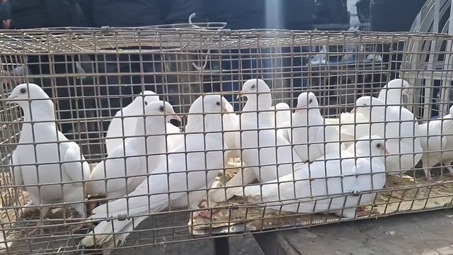 Весенняя Ярмарка голубей Алматы 2025. Начало сезона. смотреть онлайн