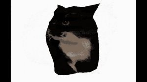 КОТ КРУТИТСЯ 1 ЧАС