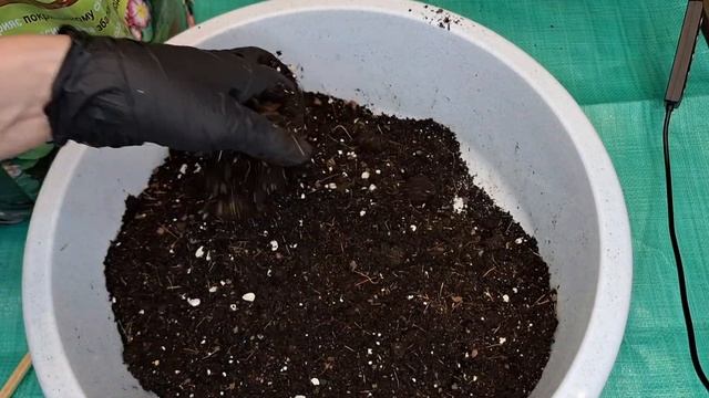 Пятнистость, желтеет и отпадает лист. Пересадкой спас?