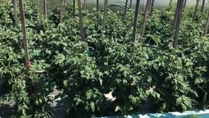 Я нашла идеальную схему посадки Томатных Гномов. Показываю наглядно!