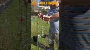 🌿 Каркасы для плетёных деревьев (24.04.2025)