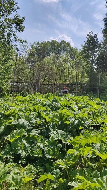 уничтожение борщевика Сосновского +79152048084 московской смотреть онлайн