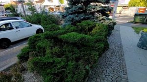 Птица из можжевельника на второй год.