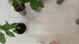 Черенкование метельчатой гортензии деревянным черен?