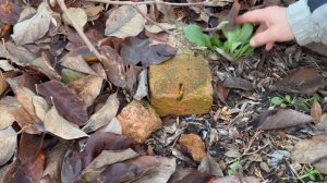 МАГНОЛИЯ РАЗМНОЖЕНИЕ. ПОДРОБНО