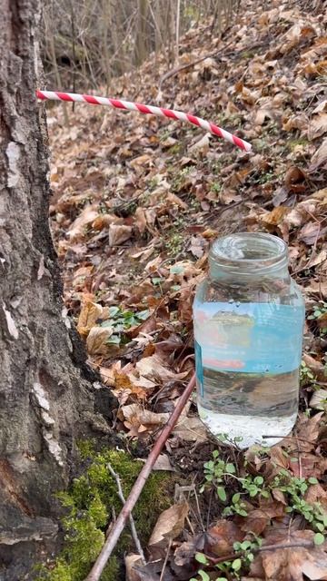 Часть 2 . Берёзовый🌳 сок🫙в Германии 🇩🇪. 13.03.2025 год. смотреть онлайн