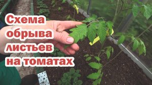 Правильная схема обрыва листьев на томатах