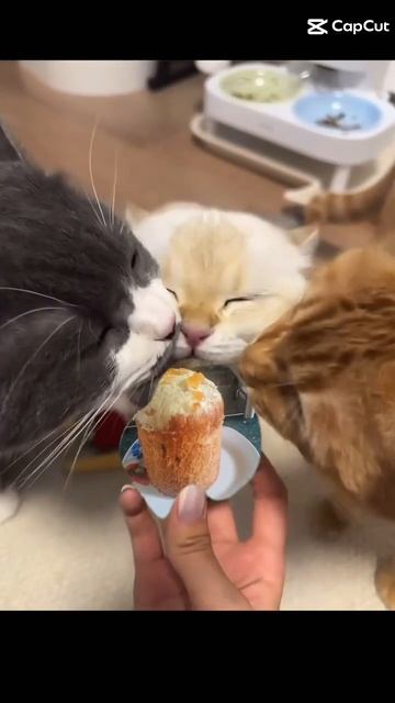 котята едят кулич#кот #котики #пасха #христос_воскрес смотреть онлайн