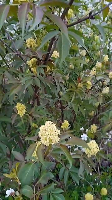 Цветет бузина смотреть онлайн