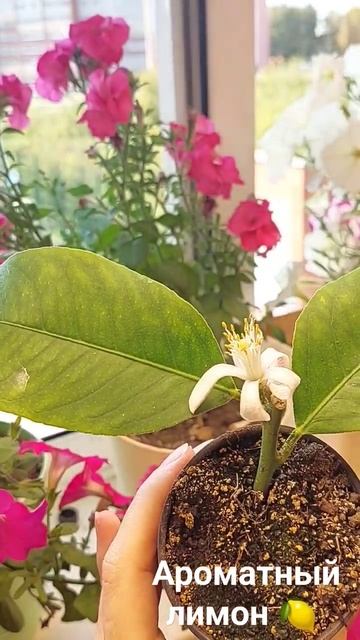 Ароматный лимон 🍋 Саженцы лимона Лунарио смотреть онлайн