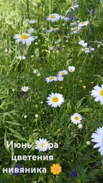 Июнь, на лугах зацвёл нивяник 🌼 смотреть онлайн