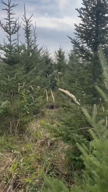 Пихта бальзамическая / Abies balsamea г.Казань смотреть онлайн