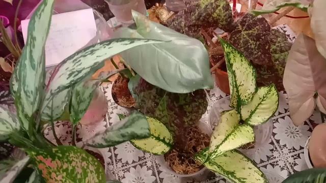 video_20250510_201654.mp4мои излишки