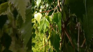 Березы у дороги