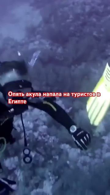 Очередное нападение акулы в Египте. Марса Алам 29 декаб смотреть онлайн