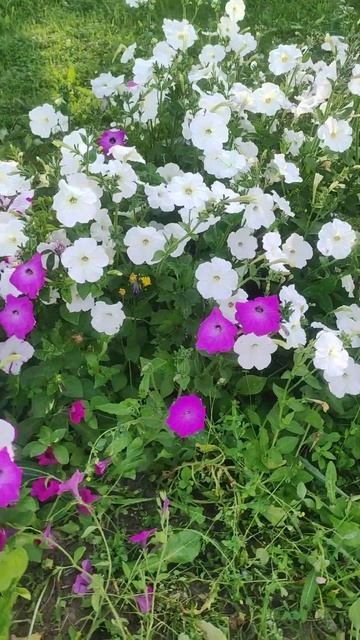 Петунии. семена из Фикс Прайсе #дача #цветы #сад #красот смотреть онлайн