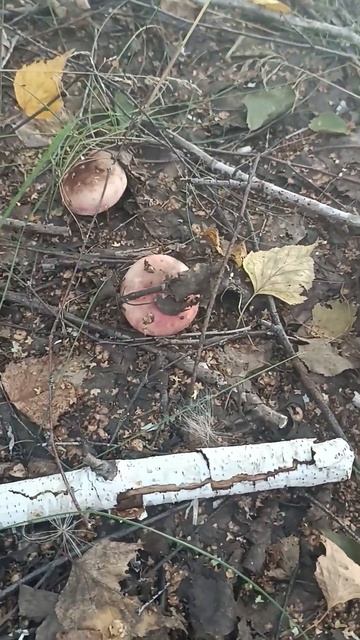 Как их зовут и съедобные ли?😊 #грибы #еда #лес #лето #тр? смотреть онлайн