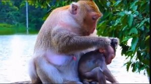 Макака ненавязчиво объясняет детенышу, что питание разнообразно ... 1000004548.mp4
