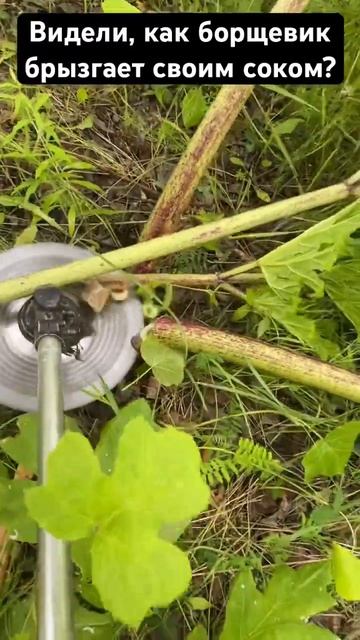 Сок борщевика опасен для кожи только при прямых солне? смотреть онлайн