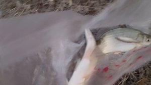 Рыбалка в Бишкеке в Манасе.Поймали очень много рыбы разного калибра