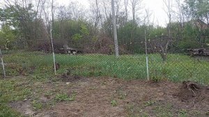 1000029013.mp4  10 мая 2025 года. Утро пасмурное.
Обзор.👀.