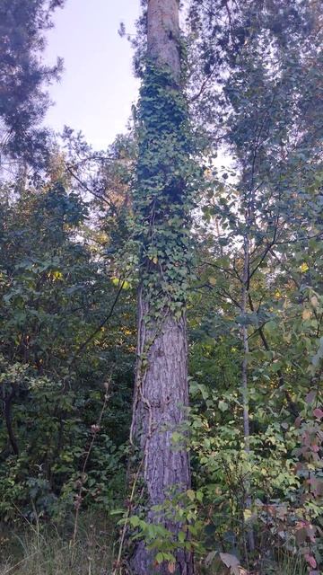 #Сосна 🌲 и #Лиана - Вьющиеся Растения, Деревья Природы