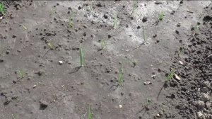 Взошел лук репка из севка