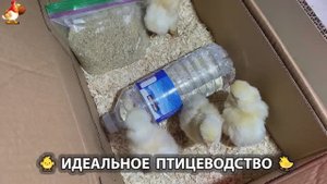 Идеальное птицеводство достойно восхищения 🐓🦆🦢🦚🦃🐔 эпизод (190)