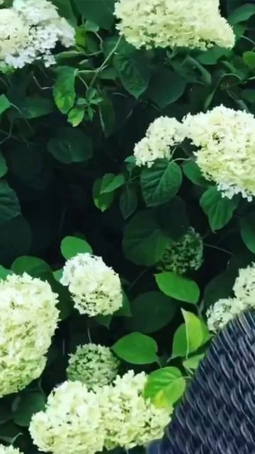 ANNABELLE #hydrangea #гортензія #шортс #hortensia #flower #garden #arborescens #го? смотреть онлайн