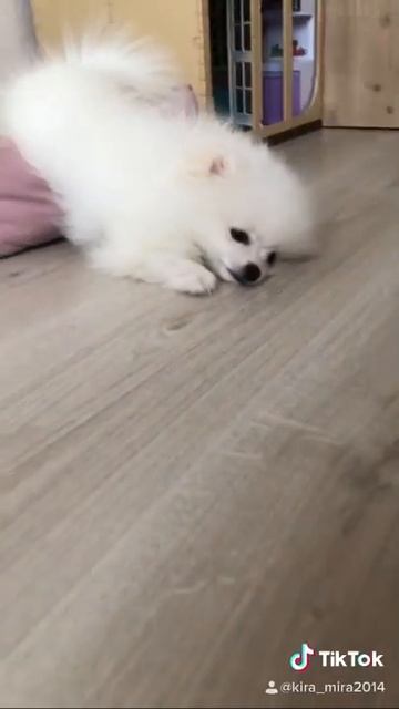 Шпиц улегся спать) смотреть онлайн