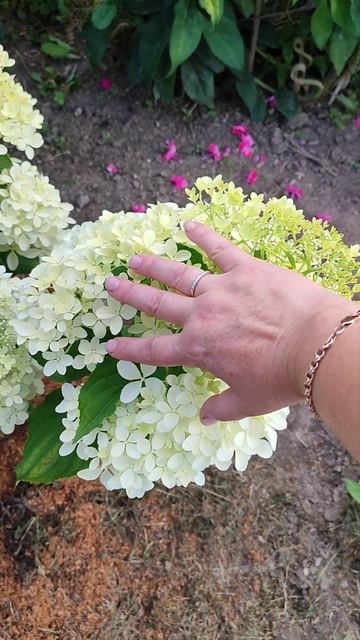 Гортензия Пинк Леди 21 июля 2024 год. #flowers #гортензиямете? смотреть онлайн