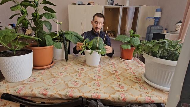 Правильное формирование огурцов на подоконнике, под ф смотреть онлайн