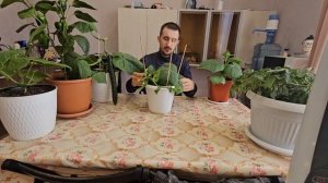 Правильное формирование огурцов на подоконнике, под ф