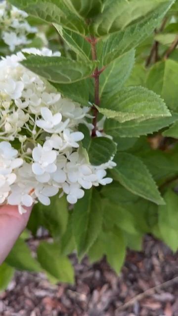 Каждому сорту своё место! Всех их люблю 💖 #гортензиип? смотреть онлайн