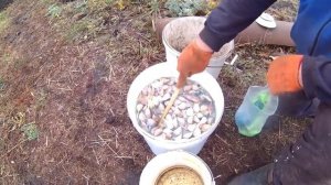 Посадка чеснока в ноябре .